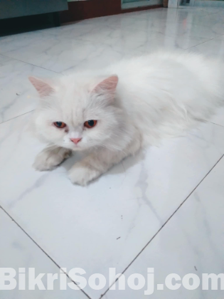 Persian cats